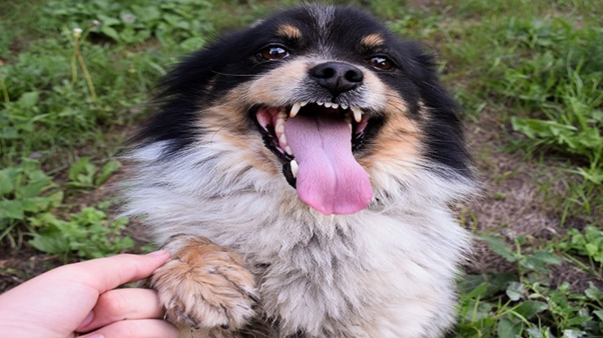 Why Do Dogs Hate Having Their Paws Touched?